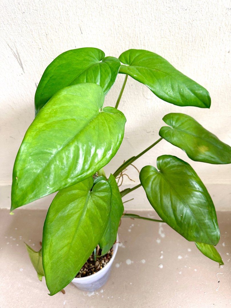Syngonium Chiapense, Furniture & Home Living, Gardening, Plants & Seeds ...