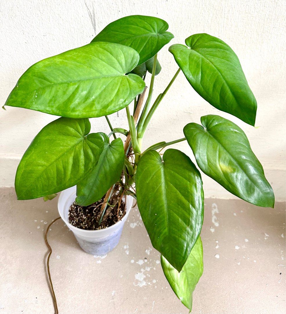 Syngonium Chiapense, Furniture & Home Living, Gardening, Plants & Seeds ...