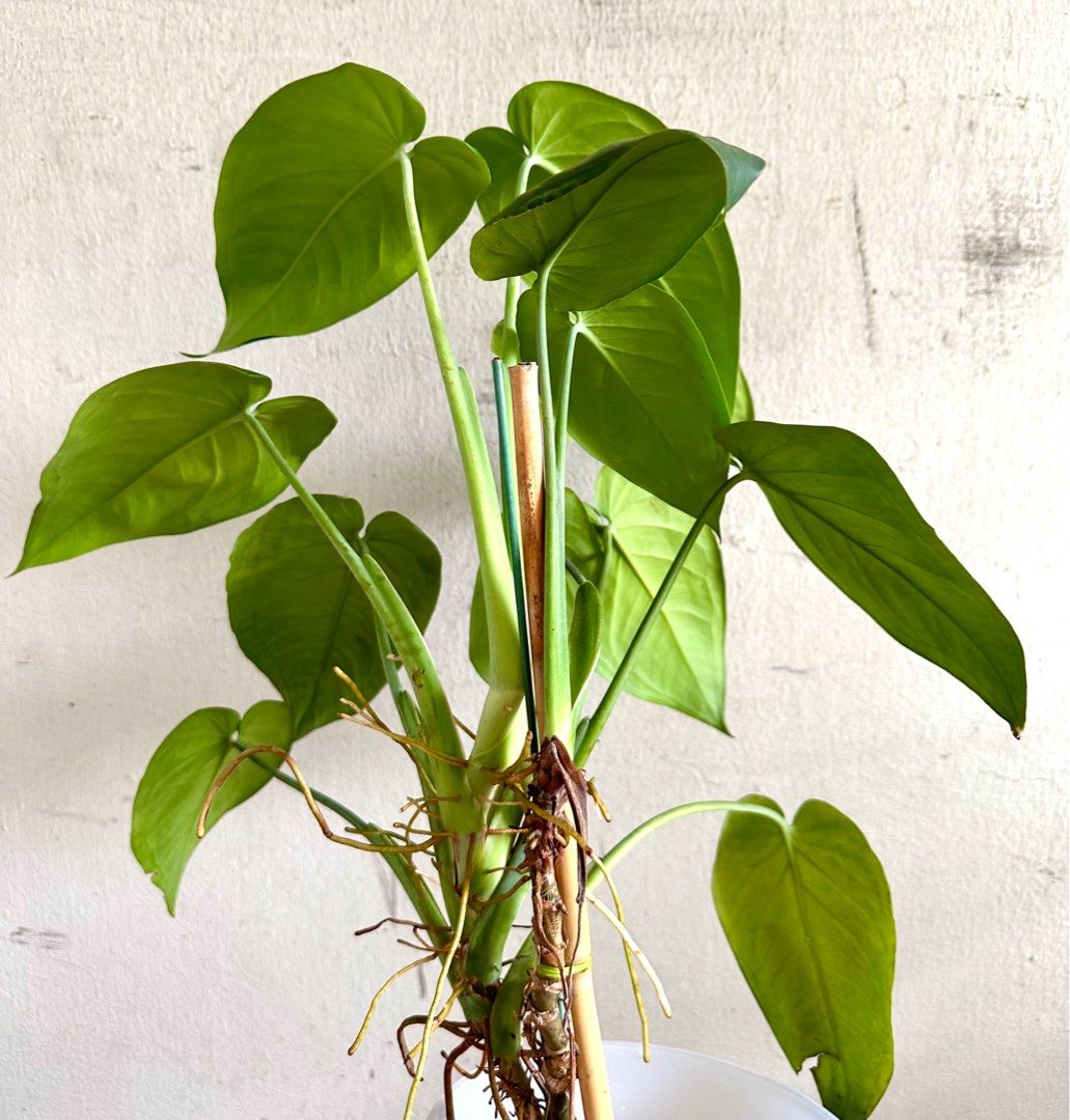 Syngonium Chiapense, Furniture & Home Living, Gardening, Plants & Seeds ...