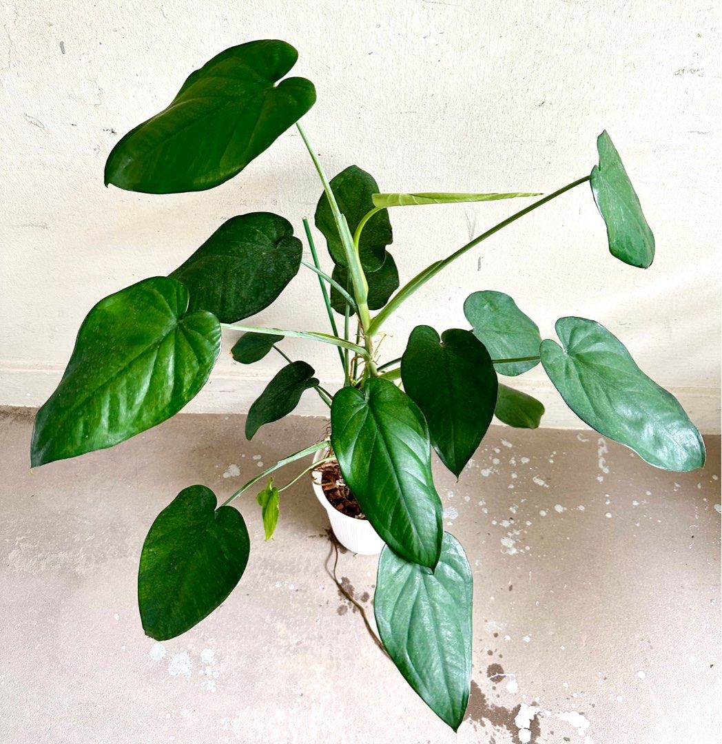 Syngonium Chiapense, Furniture & Home Living, Gardening, Plants & Seeds ...
