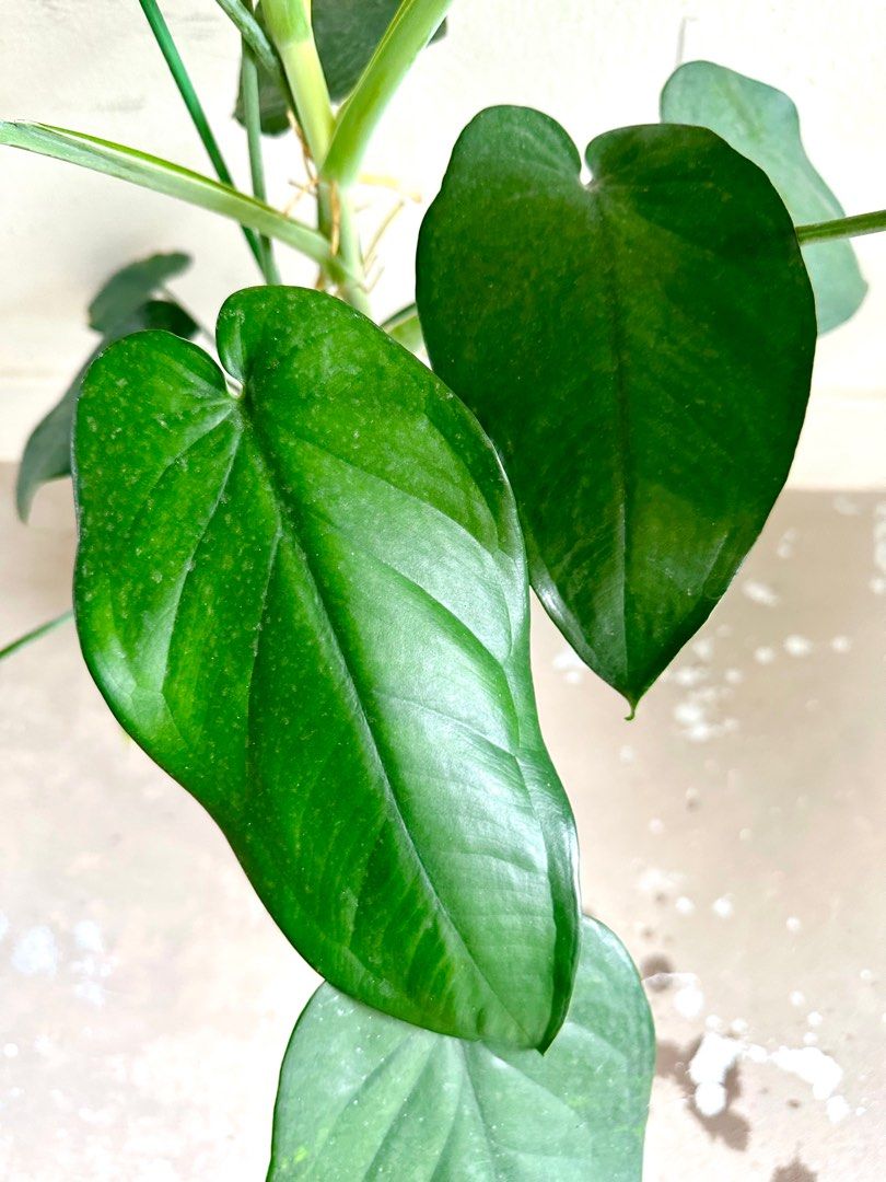 Syngonium Chiapense, Furniture & Home Living, Gardening, Plants & Seeds ...