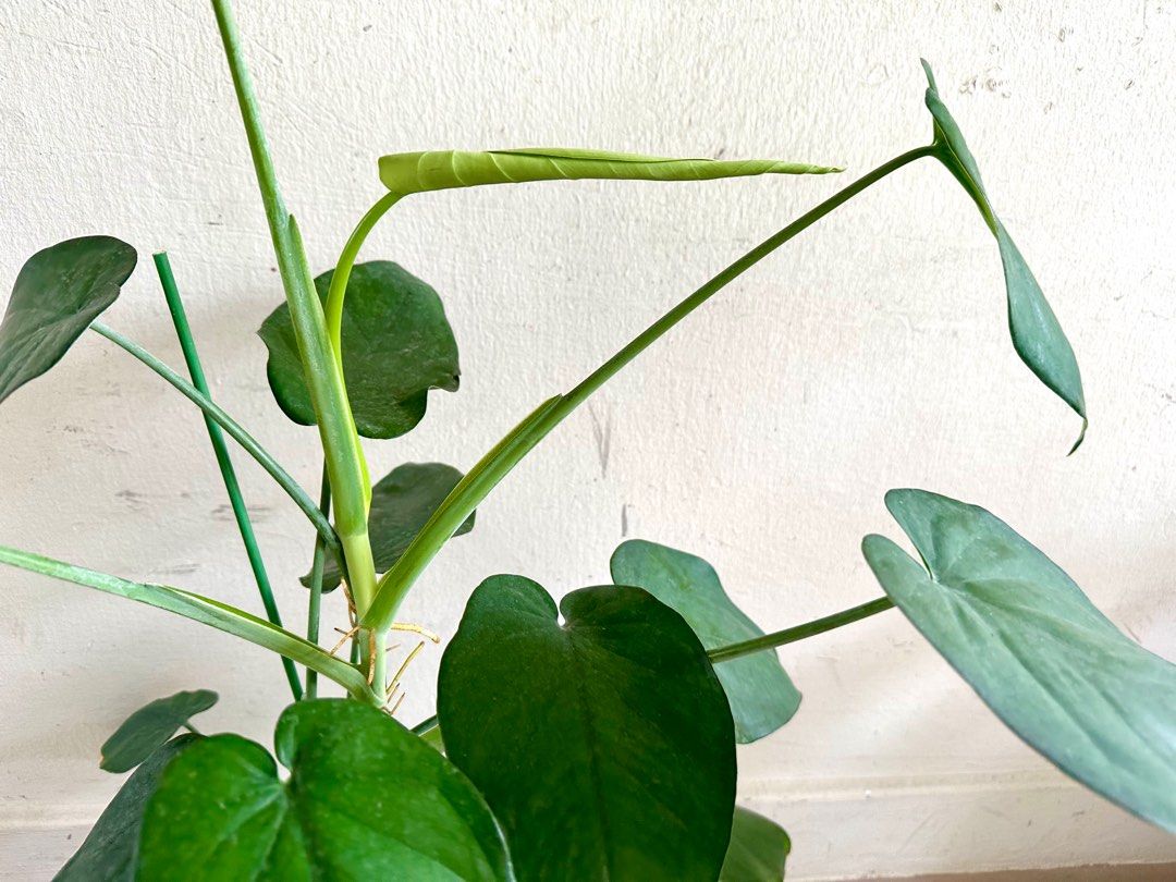 Syngonium Chiapense, Furniture & Home Living, Gardening, Plants & Seeds ...