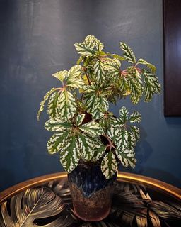 Begonia Hemsleyana