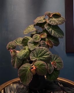 Begonia Manaus