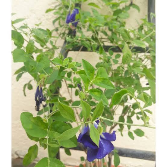 Blue Pea Blue Ternate Plant with flowers Furniture Home Living