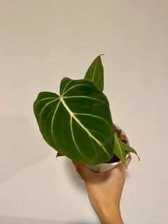 （分類：）位於 。 由 blueyyy 提交（商品編號 1196181584，圖片 1）。簡介： 。