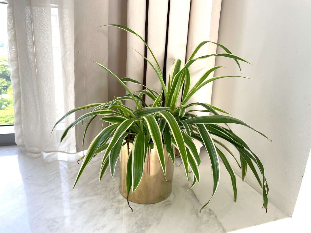 Potted spider plant, Furniture & Home Living, Gardening, Plants & Seeds