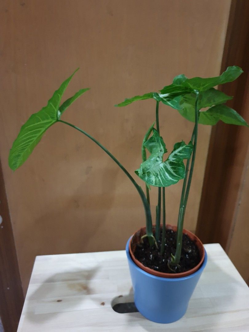 Bitik Pothos Syngonium podophyllum / batik, marble queen pothos, Furniture & Home ...