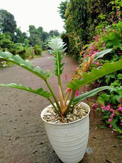 Tanaman philodendron gergaji