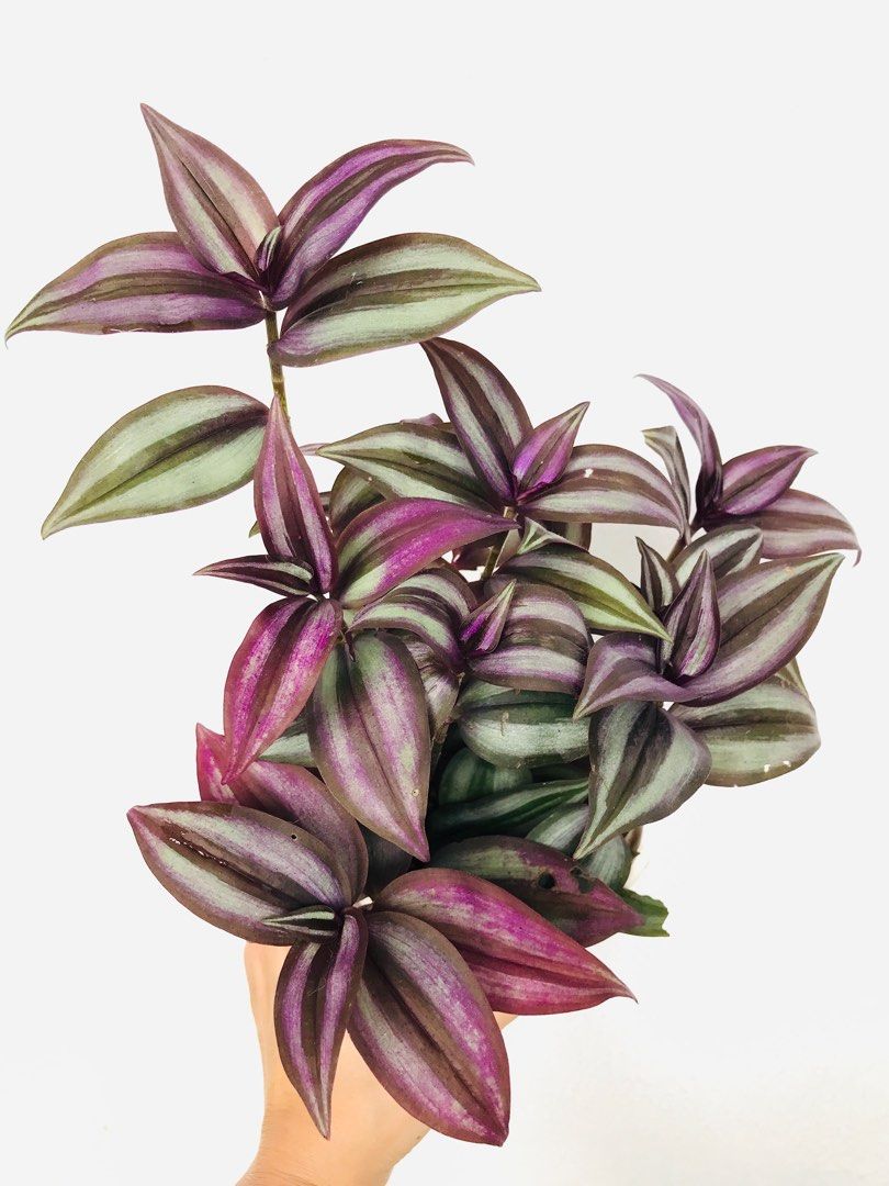 Tradescantia Zebrina, Furniture & Home Living, Gardening, Plants ...