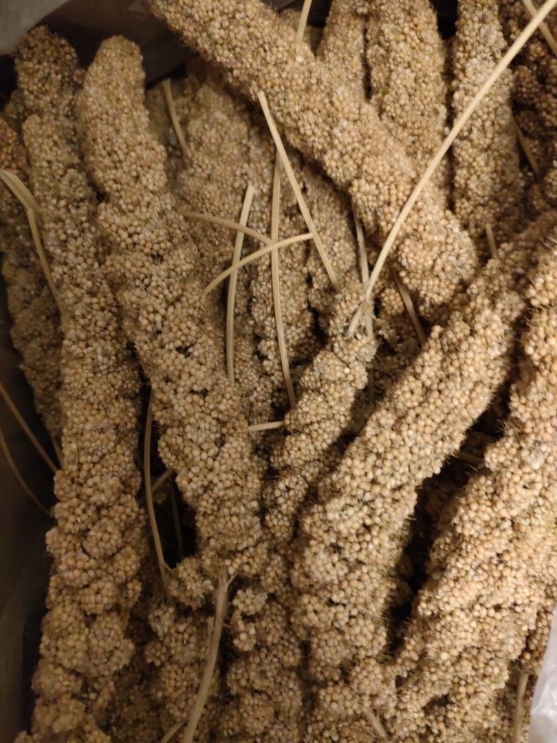 Yellow Spary Millet for Parrots Hamster and small animals, Pet Supplies