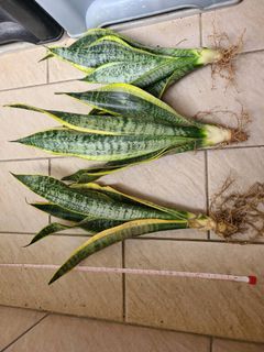 短葉 虎尾蘭 金邊虎尾蘭 虎皮蘭 約4~7片葉 5吋盆 6吋盆  30cm~40cm