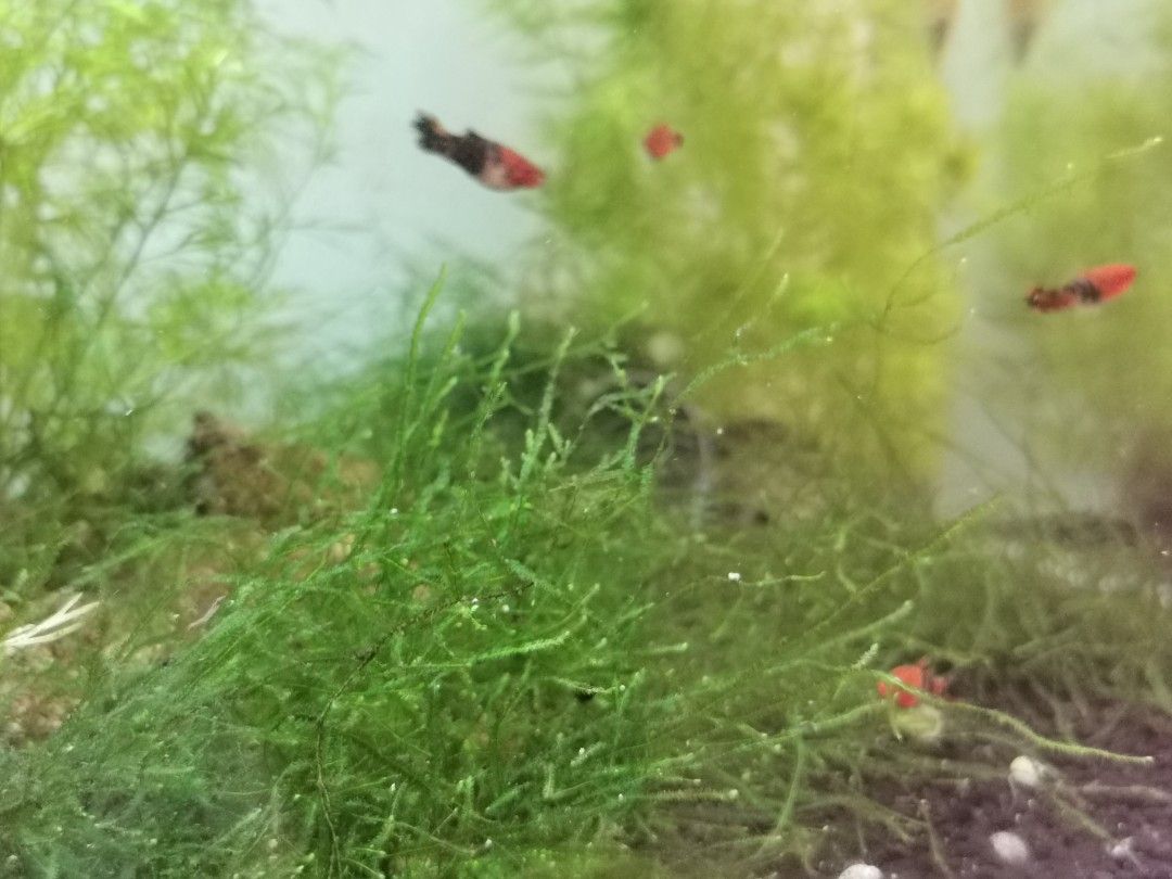 Java Moss (Category: Homes & Other Pet Accessories) located in Kuala Lumpur. Submitted by wisehawk66 (Listing ID 1196341230, Image 2). Description: Per slice at 5cm x 5cm, tied down to metal mesh. Grown in my aquarium,very healthy. COD Sri petaling, kuchai lama, OUG area only..