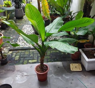 (Category: ) located in . Submitted by gchoong63 (Listing ID 1196211580, Image 1). Description: .