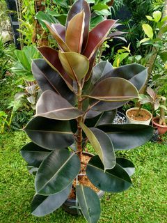 Tanaman Karet Kebo Ficus Elastica
