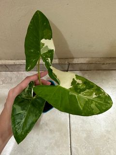 (Category: ) located in . Submitted by houseplantsale (Listing ID 1196574025, Image 1). Description: .