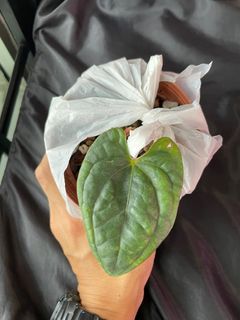 Anthurium luxurians (pure)