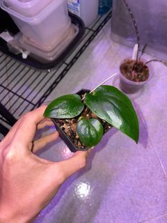 Cute 🐣- Anthurium nigrolaminum “Gigi”