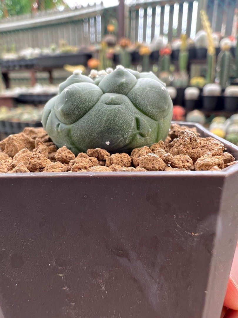 Astrophytum Asterias Kikko Nudum Furniture Home Living Gardening astrophytum-asterias-kikko-nudum-furniture-home-living-gardening