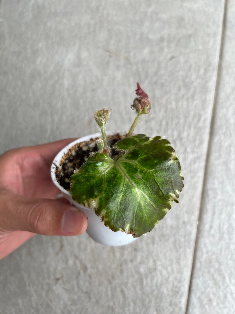 Begonia Bunchii, Furniture & Home Living, Gardening, Plants & Seeds on