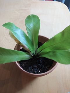 Bird’s Nest Fern (Asplenium Nidus)
