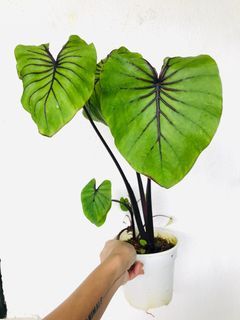 (Category: ) located in . Submitted by lucky_rainbow (Listing ID 1196482445, Image 1). Description: .