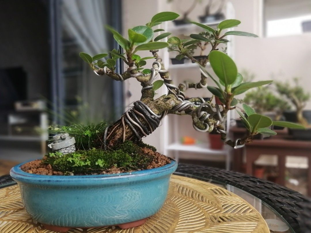 Ficus Bonsai, Furniture & Home Living, Gardening, Plants & Seeds on