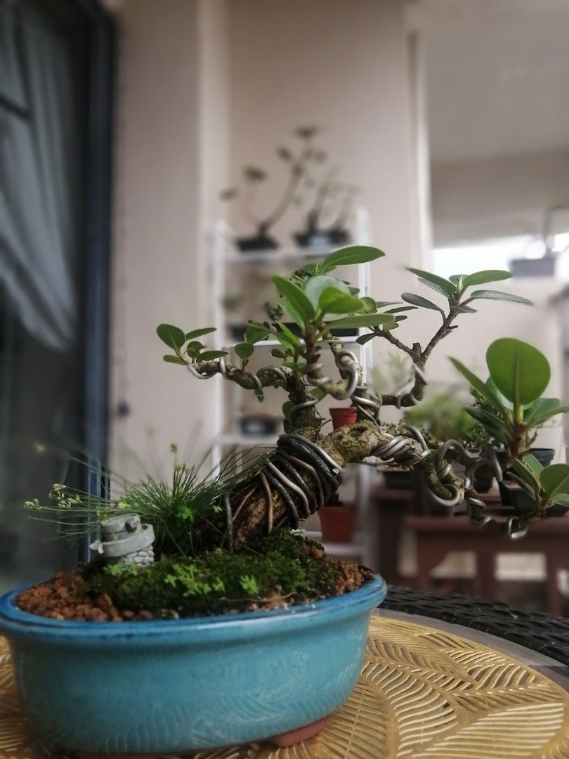Ficus Bonsai, Furniture & Home Living, Gardening, Plants & Seeds on