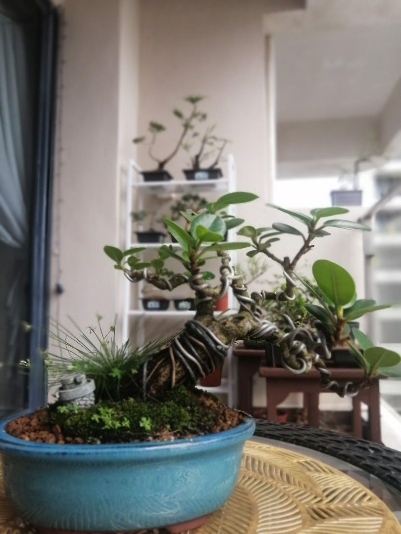 Ficus Bonsai, Furniture & Home Living, Gardening, Plants & Seeds on