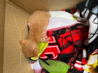(Category: ) located in . Submitted by staetistic (Listing ID 1196461832, Image 1). Description: .