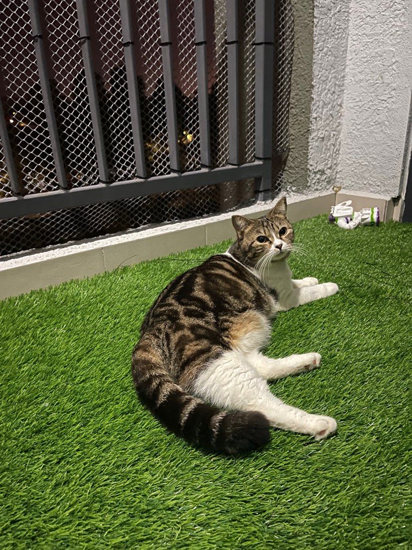 Kucing cheap domestic shorthair