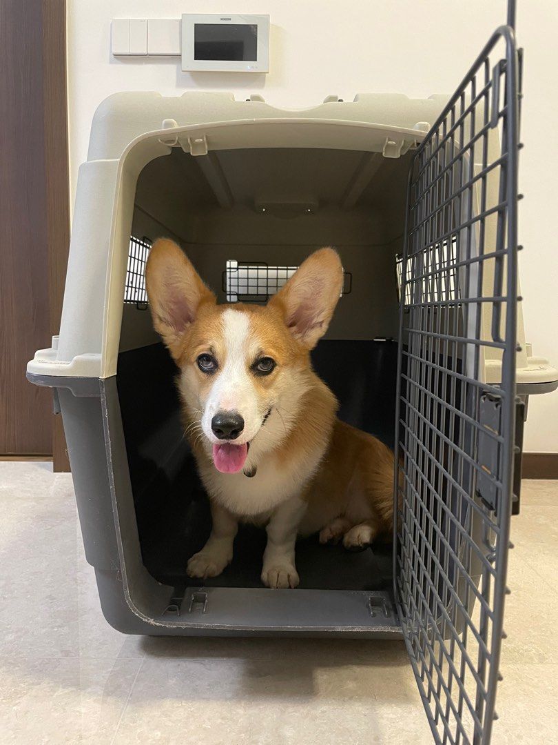 Large Dog Crate, Pet Supplies, Homes & Other Pet Accessories on Carousell