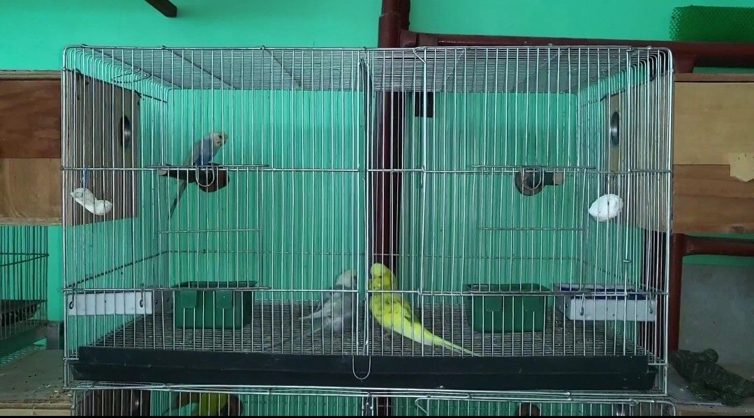 Love Birds With Cage Package Set Pet Supplies Homes Other Pet   Love Birds With Cage Package S 1668344414 23a34be9 Progressive 