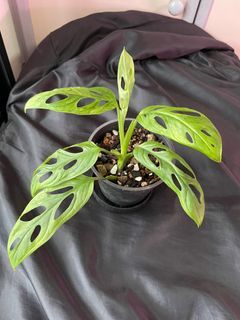 Monstera adansonii indo cloud mint