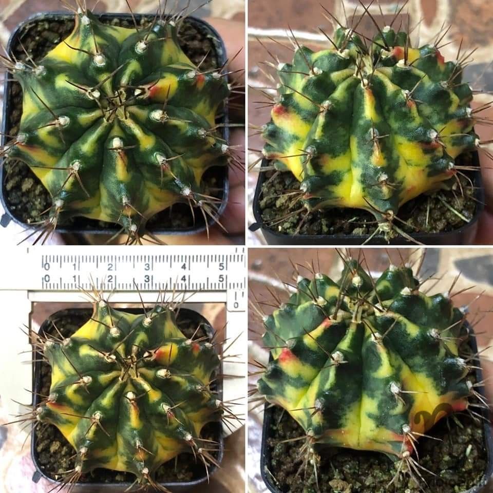 Pearl andaman gymnocalycium gymno, Furniture & Home Living, Gardening 