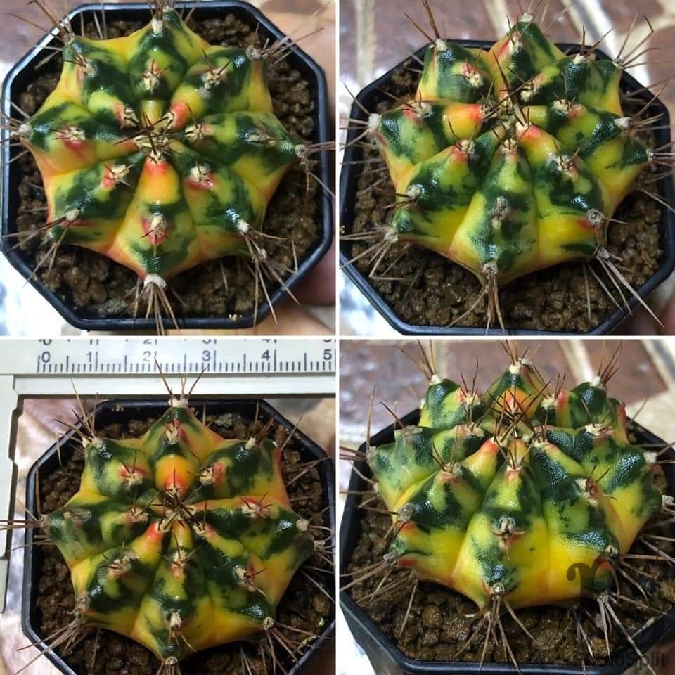 Pearl andaman gymnocalycium gymno, Furniture & Home Living, Gardening 