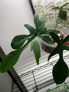 Philodendron Florida Beauty