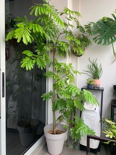 (Category: ) located in . Submitted by peastudio (Listing ID 1196484364, Image 1). Description: .