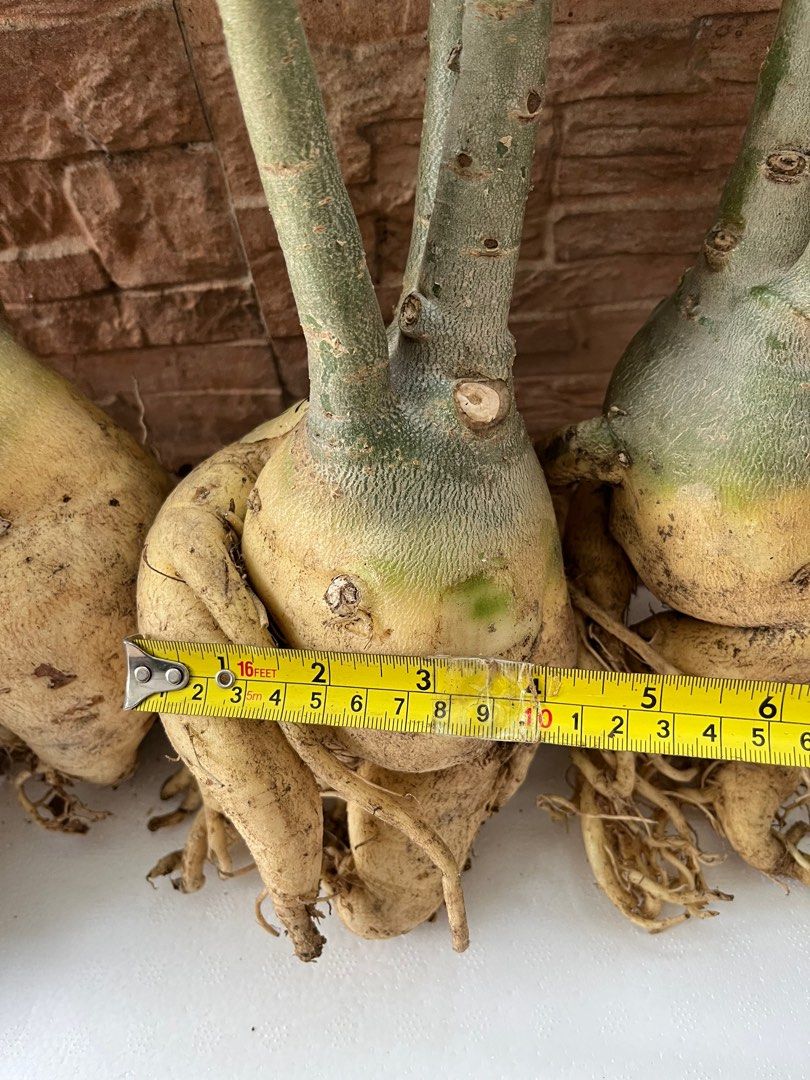 Adenium Root stock, Furniture & Home Living, Gardening, Plants & Seeds ...