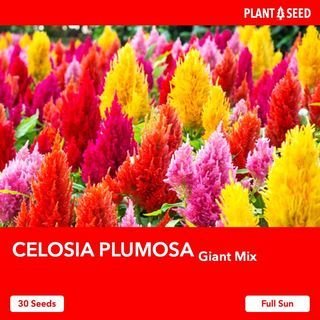 Celosia Flower Seeds [30 Seeds]