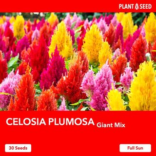 (Category: ) located in . Submitted by plantaseed (Listing ID 1132512258, Image 1). Description: .