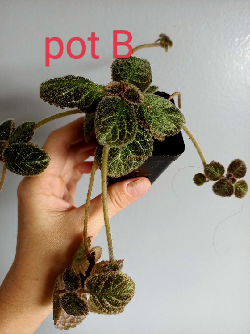 Episcia Butternut, Furniture & Home Living, Gardening, Plants & Seeds ...