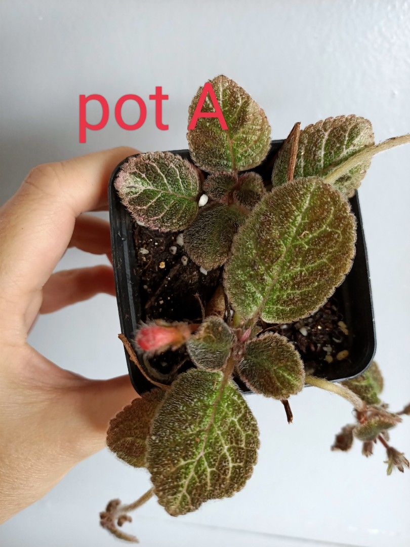 Episcia Butternut, Furniture & Home Living, Gardening, Plants & Seeds ...