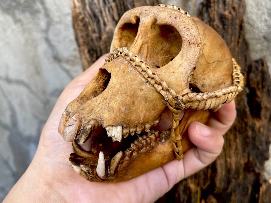 Ifugao hunters trophy (Category: Vintage Collectibles) located in Marikina City. Submitted by sam_illano (Listing ID 1196795798, Image 3). Description: Ifugao hunters trophy 3.5k each or take all 3 pcs then the driftwood is free. Marikina area, thank you!.