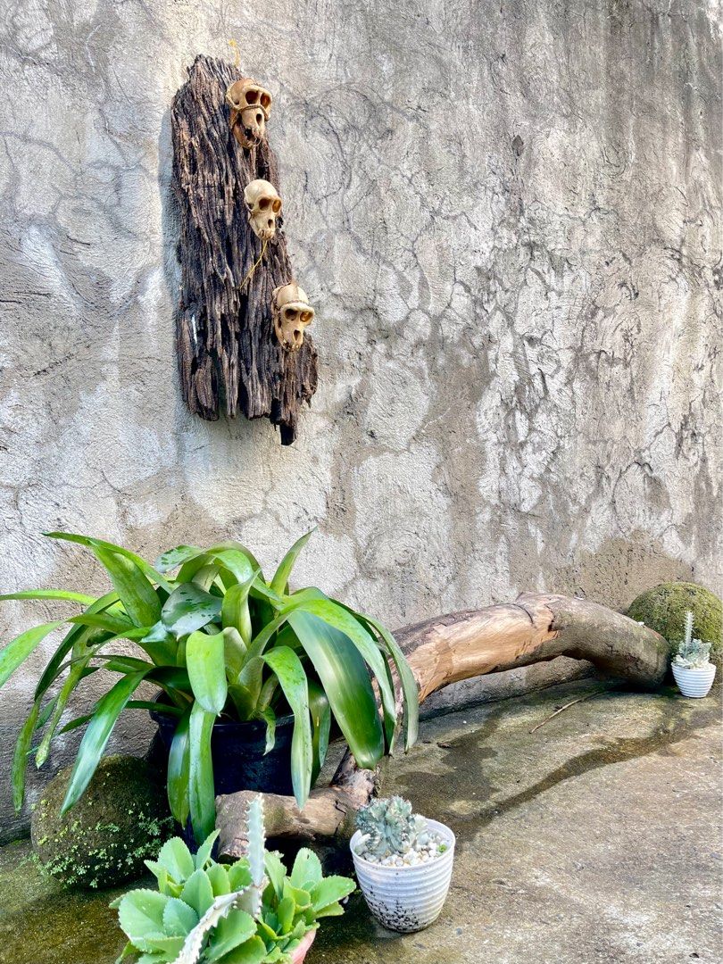 Ifugao hunters trophy (Category: Vintage Collectibles) located in Marikina City. Submitted by sam_illano (Listing ID 1196795798, Image 1). Description: Ifugao hunters trophy 3.5k each or take all 3 pcs then the driftwood is free. Marikina area, thank you!.