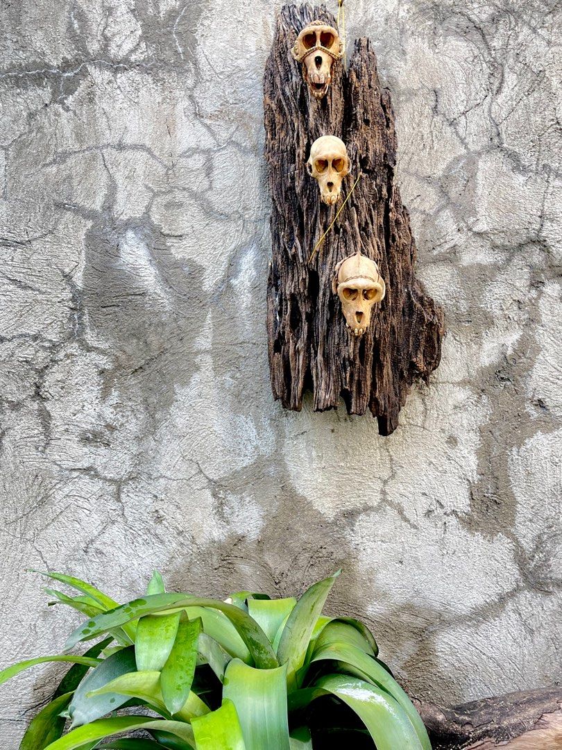 Ifugao hunters trophy (Category: Vintage Collectibles) located in Marikina City. Submitted by sam_illano (Listing ID 1196795798, Image 2). Description: Ifugao hunters trophy 3.5k each or take all 3 pcs then the driftwood is free. Marikina area, thank you!.