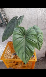 Philodendron SP columbiaa