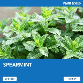 (Category: ) located in . Submitted by plantaseed (Listing ID 1196820290, Image 1). Description: .