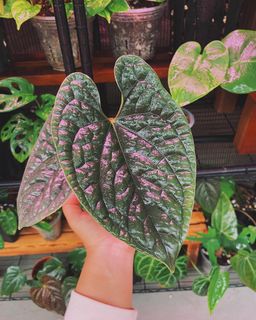 (Category: ) located in . Submitted by farplantsaway (Listing ID 1196988724, Image 1). Description: .