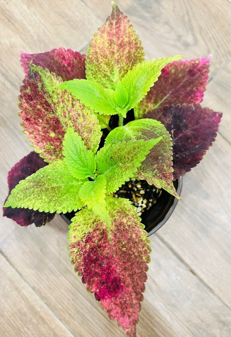 Coleus Alabama Sunset, Furniture & Home Living, Gardening, Plants